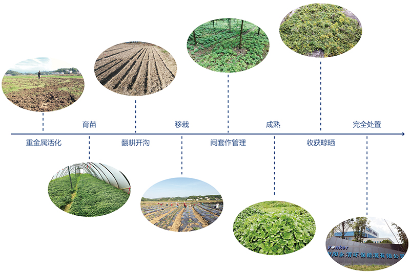 1574393415890767.jpg 重金屬活化-流程.jpg